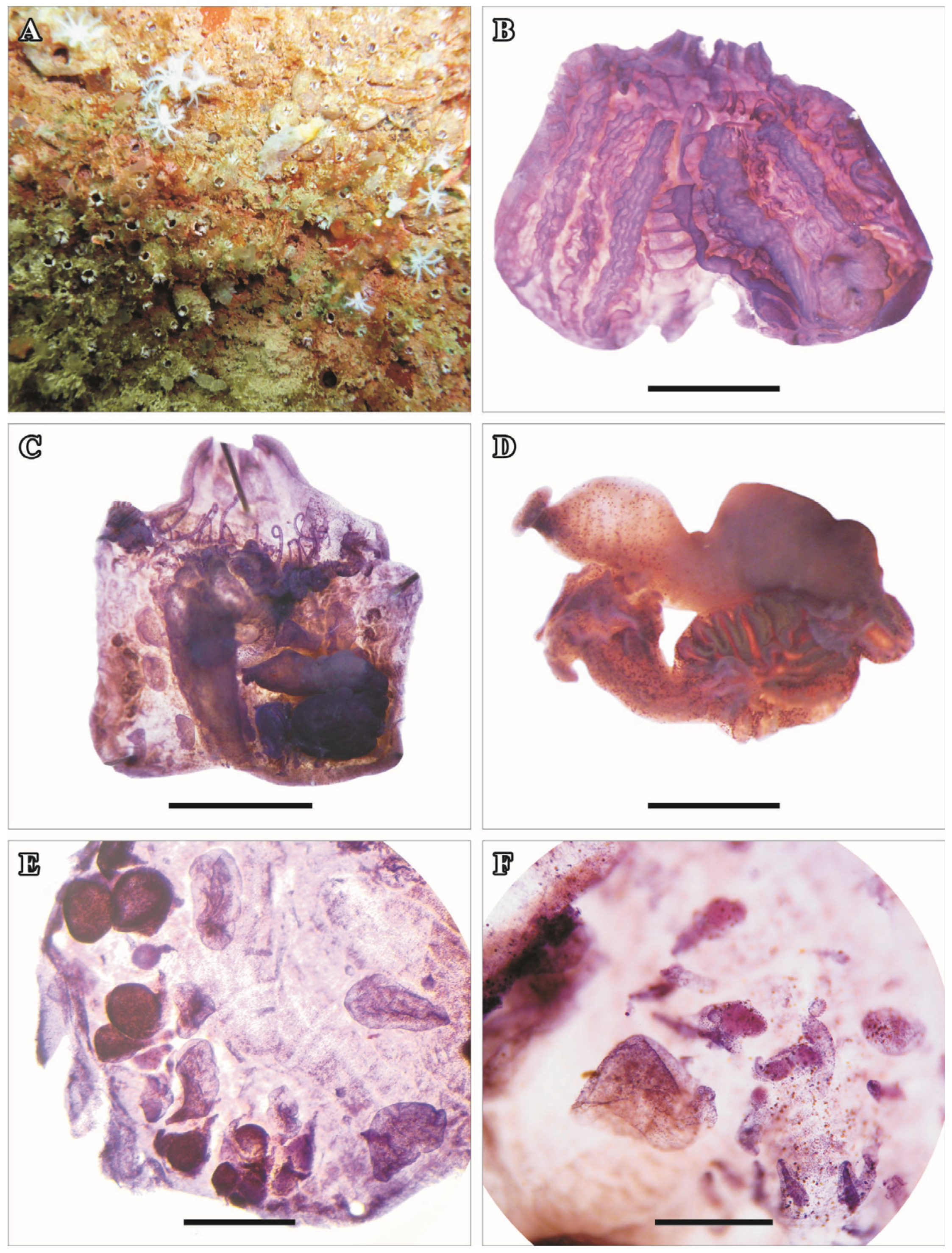 Taxonomy 05 00027 g003
