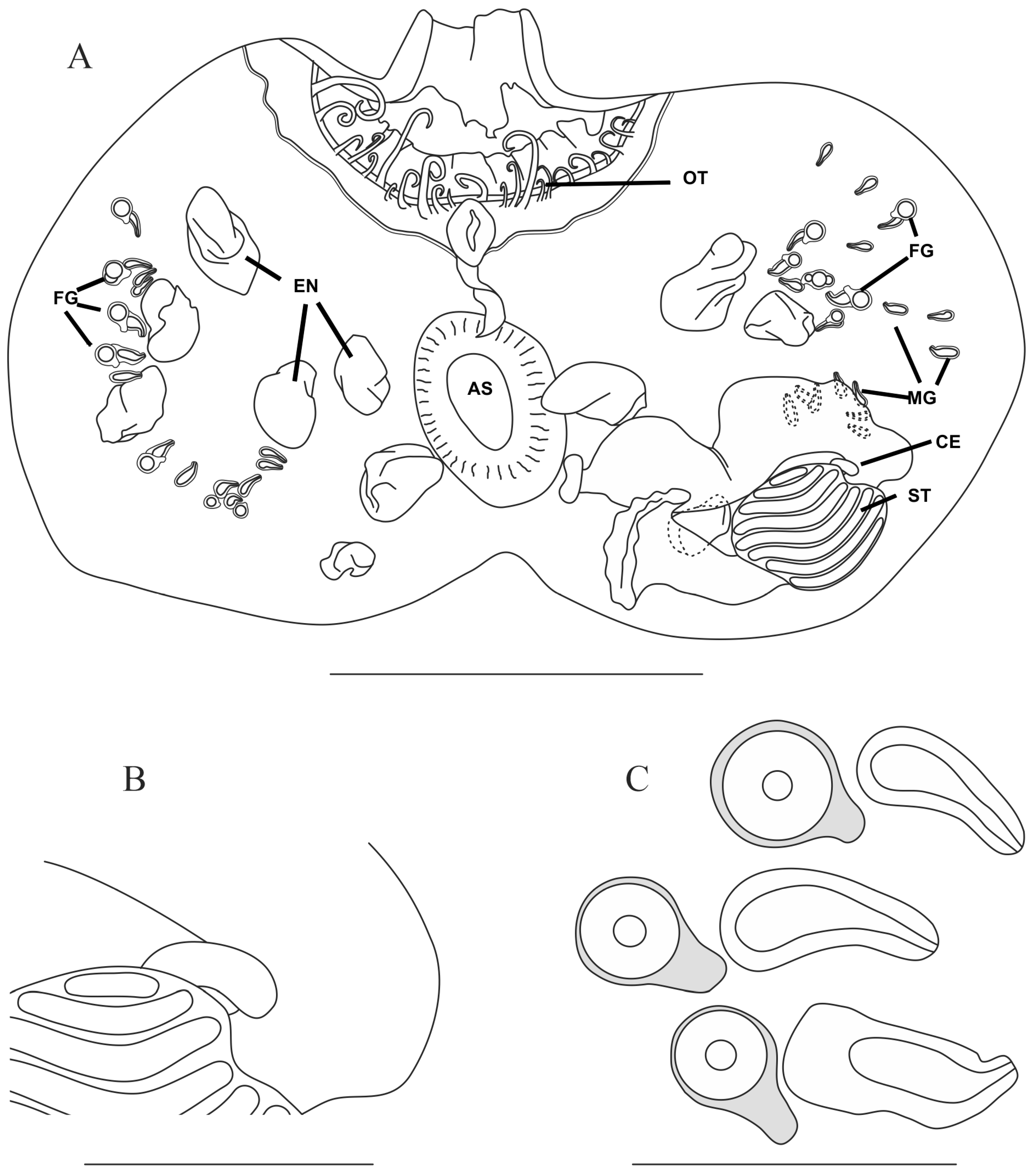 Taxonomy 05 00027 g004
