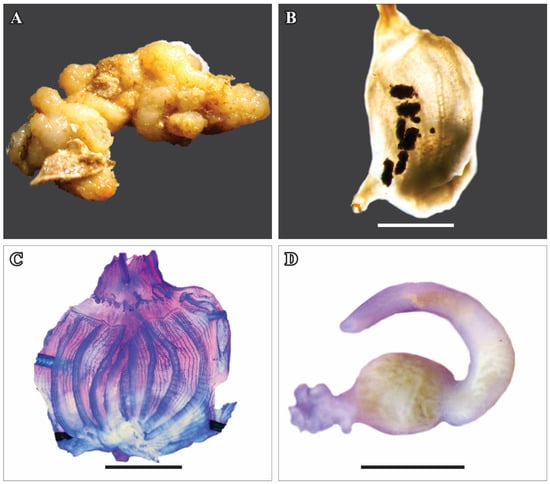 Taxonomy 05 00027 g005