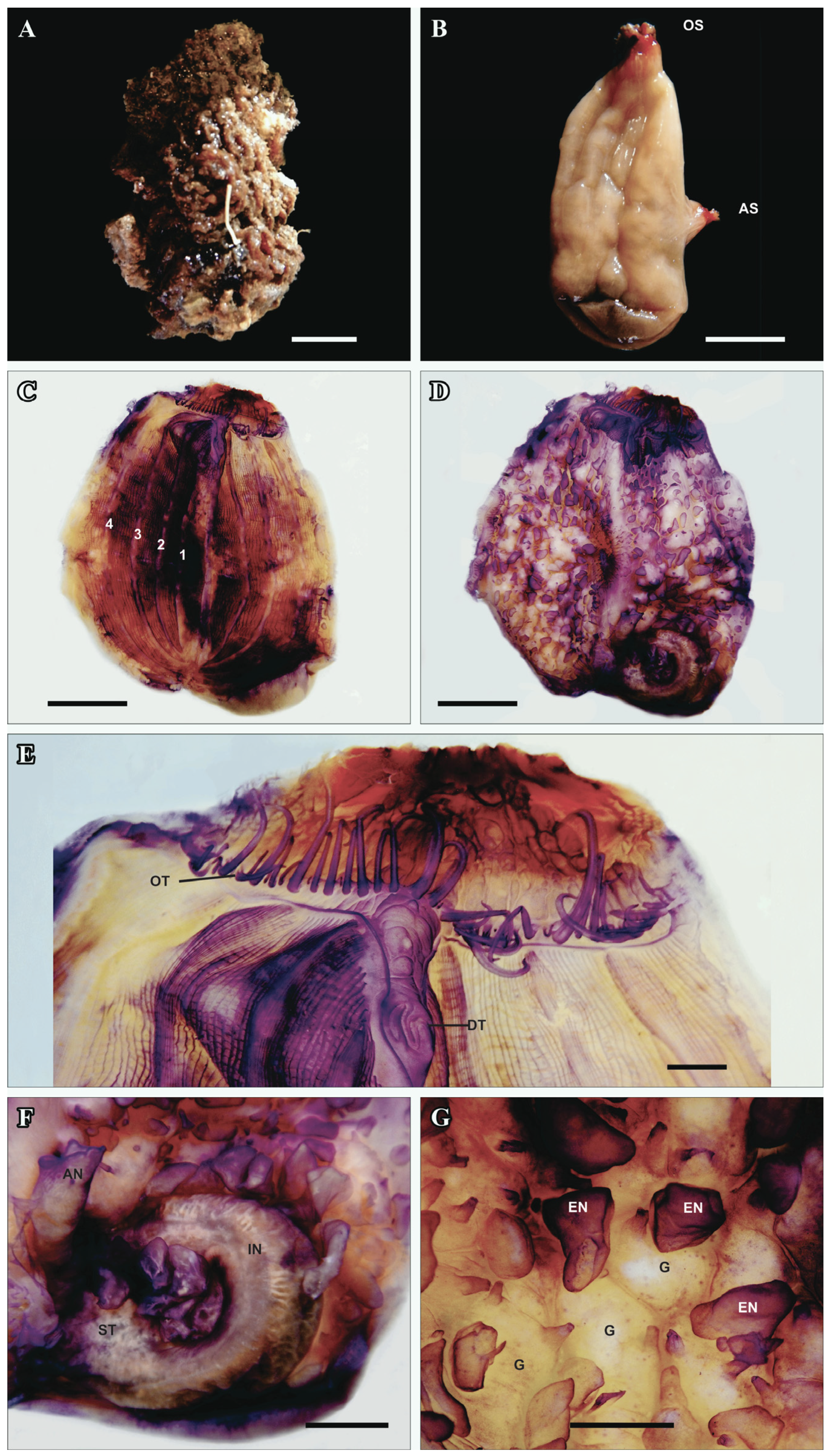 Taxonomy 05 00027 g006