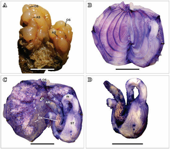 Taxonomy 05 00027 g007