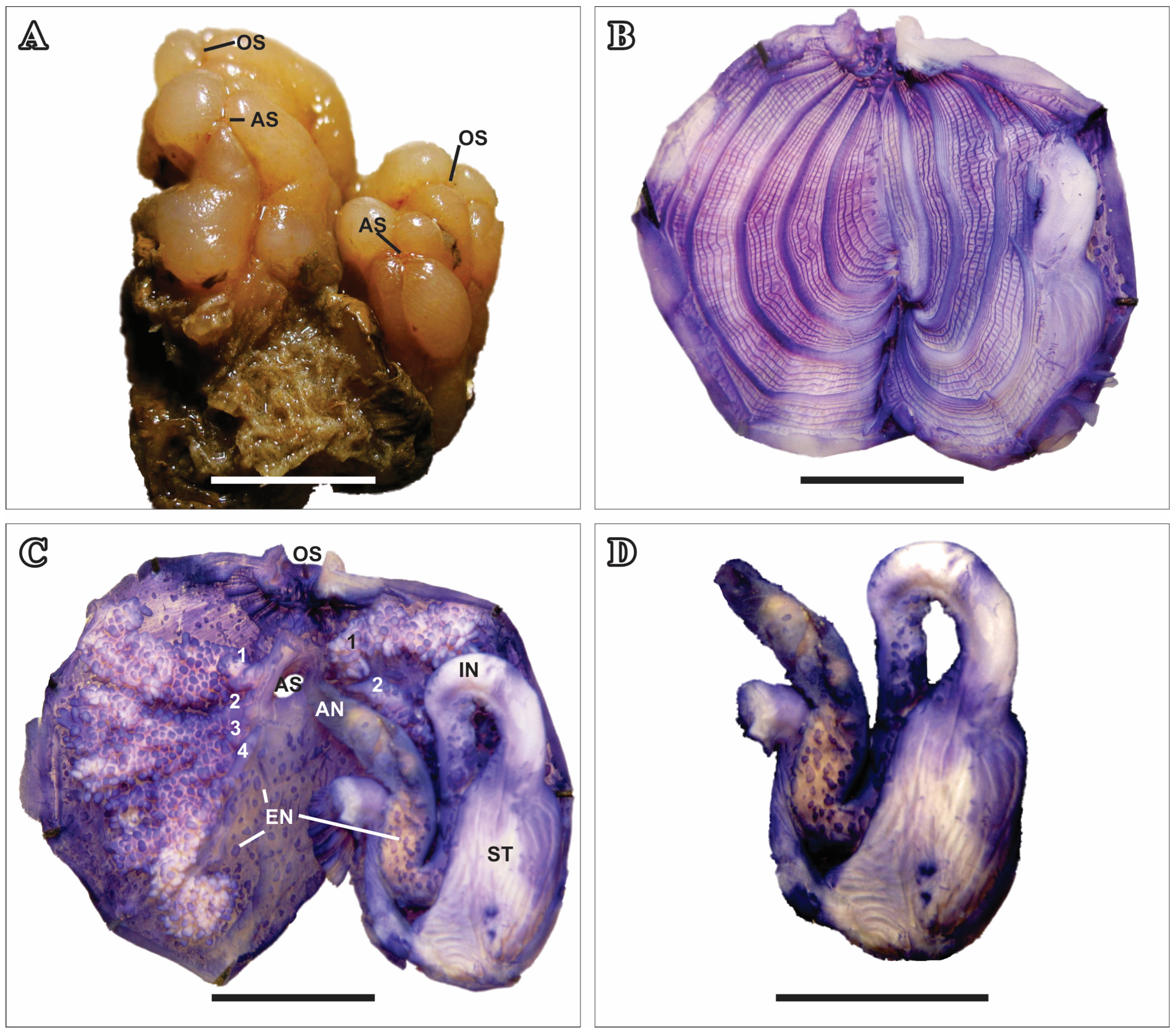 Taxonomy 05 00027 g007