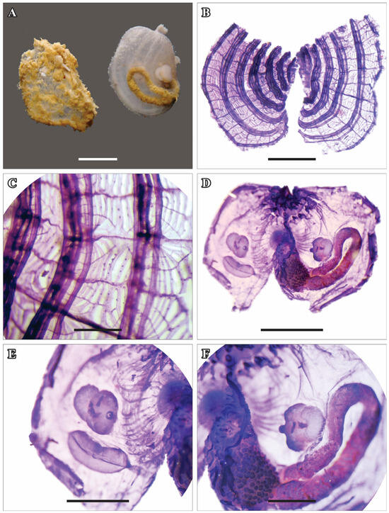 Taxonomy 05 00027 g008