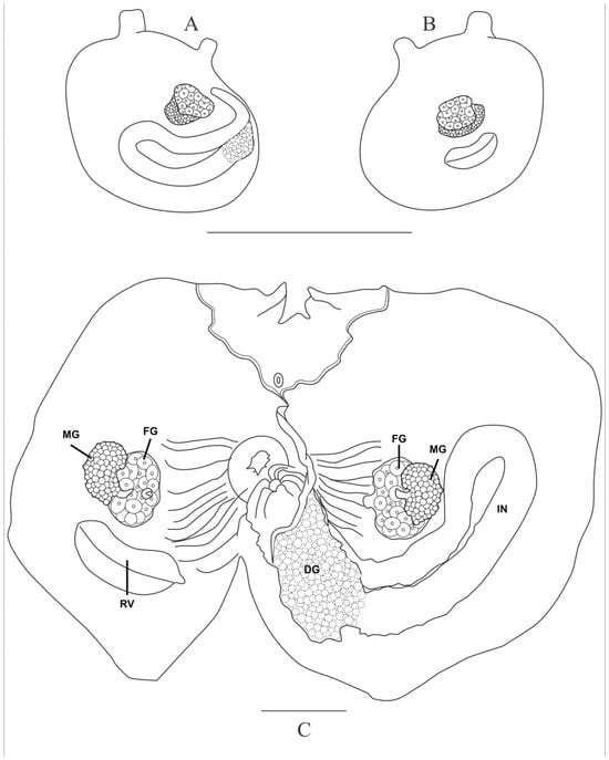 Taxonomy 05 00027 g009