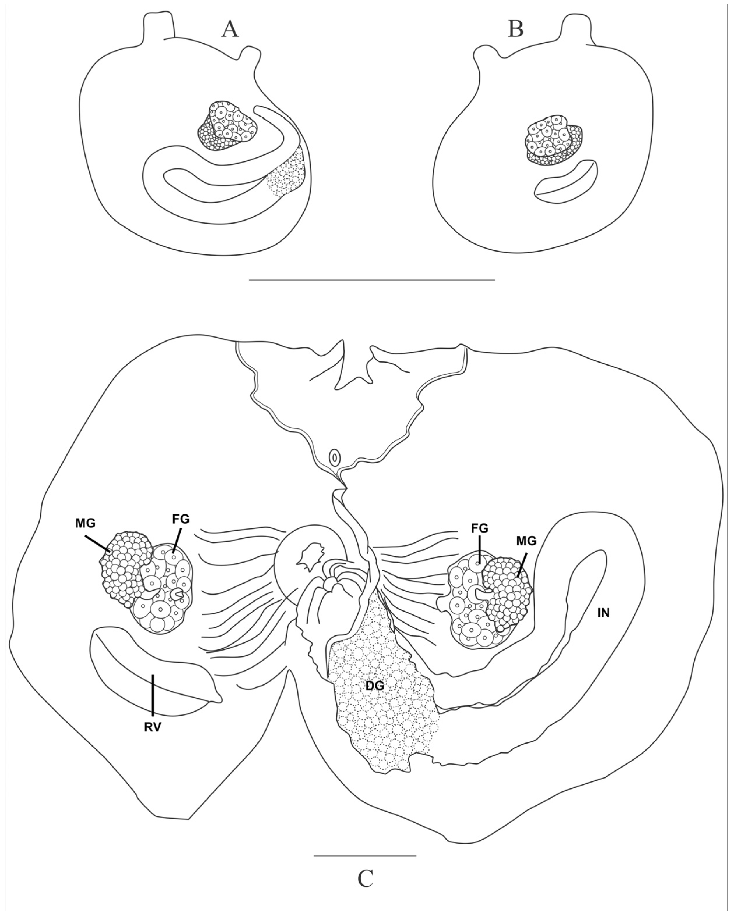 Taxonomy 05 00027 g009