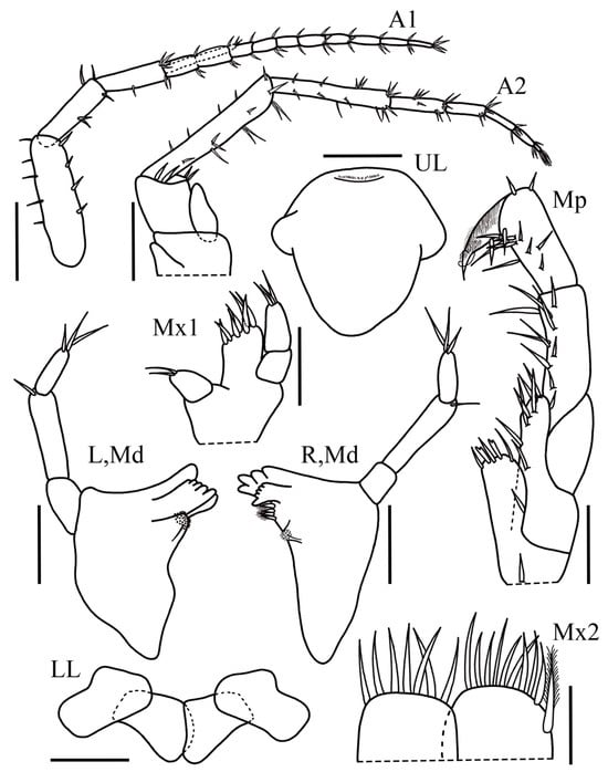 Taxonomy 05 00028 g001