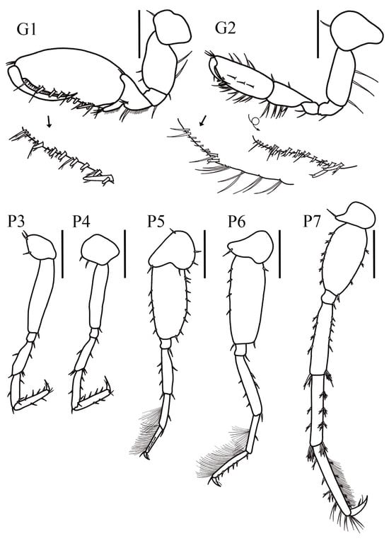 Taxonomy 05 00028 g002