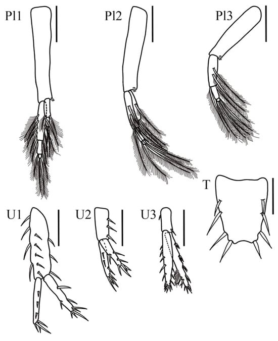 Taxonomy 05 00028 g003