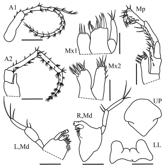 Taxonomy 05 00028 g005