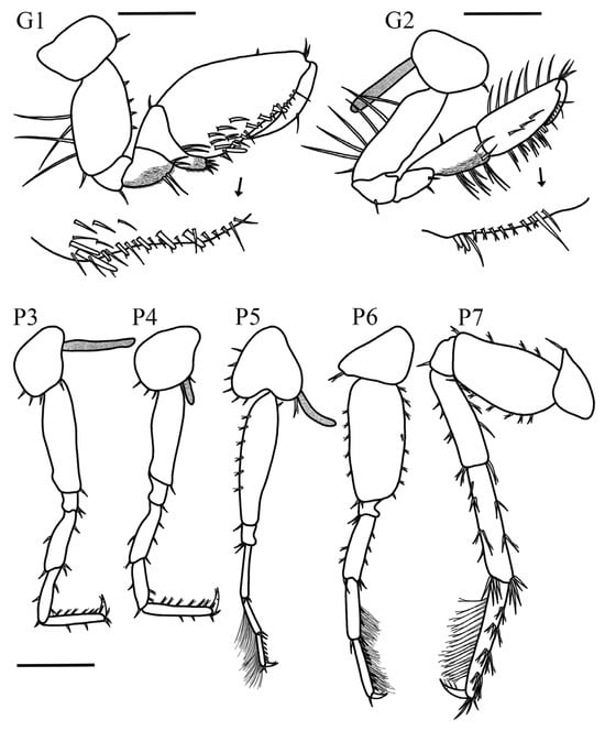 Taxonomy 05 00028 g006