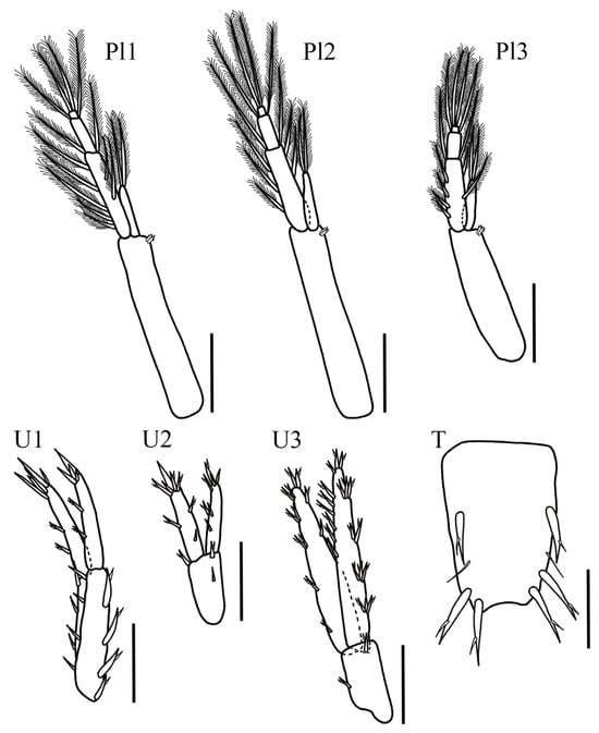 Taxonomy 05 00028 g007