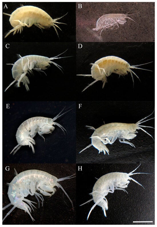 Taxonomy 05 00028 g010
