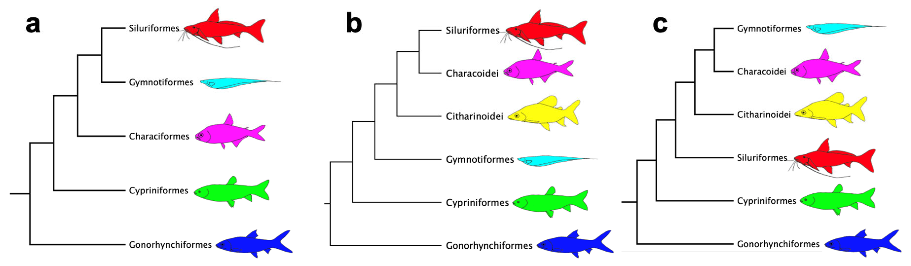 Taxonomy 05 00033 g004 Taxonomy 05 00033 g004