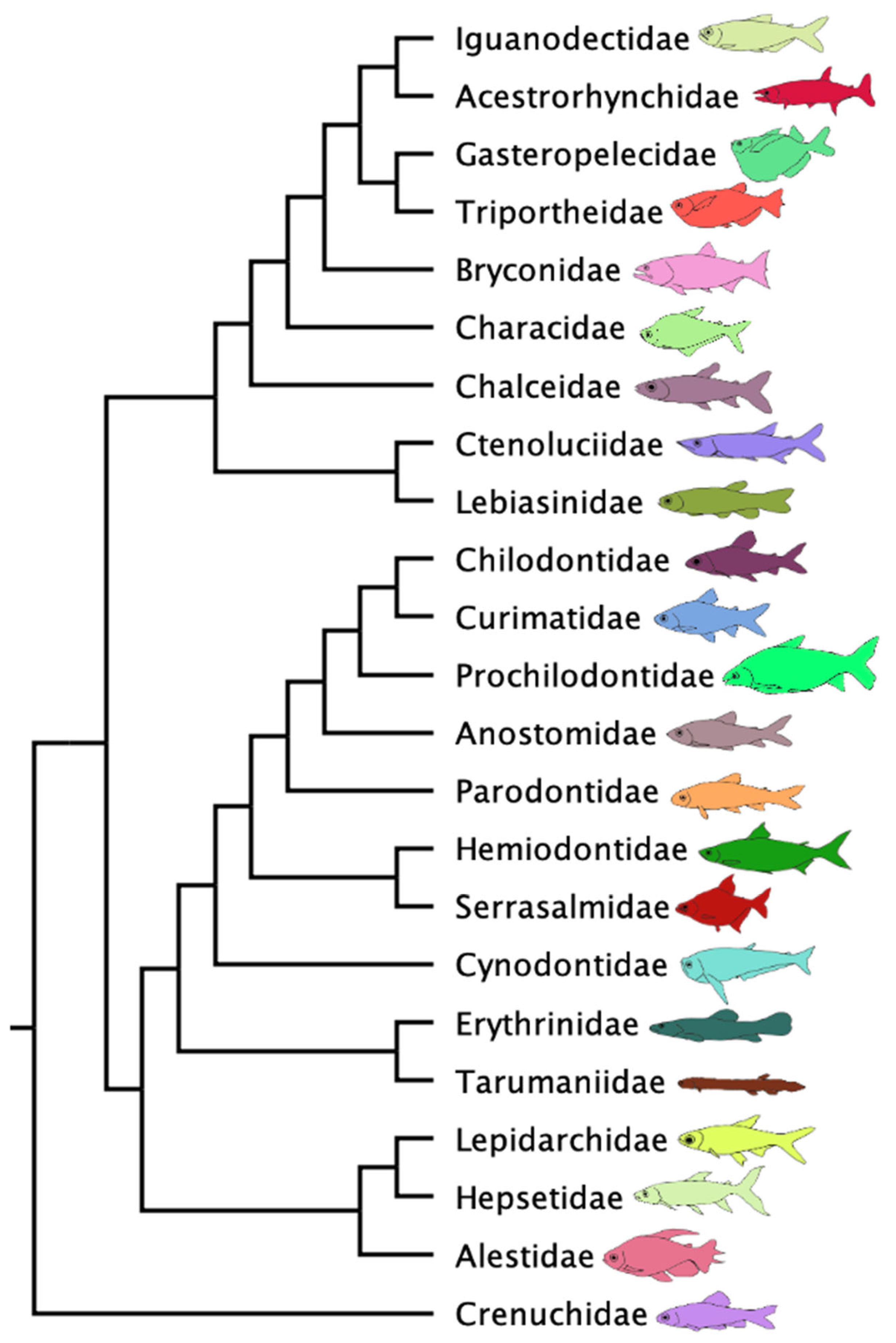 Taxonomy 05 00033 g007 Taxonomy 05 00033 g007