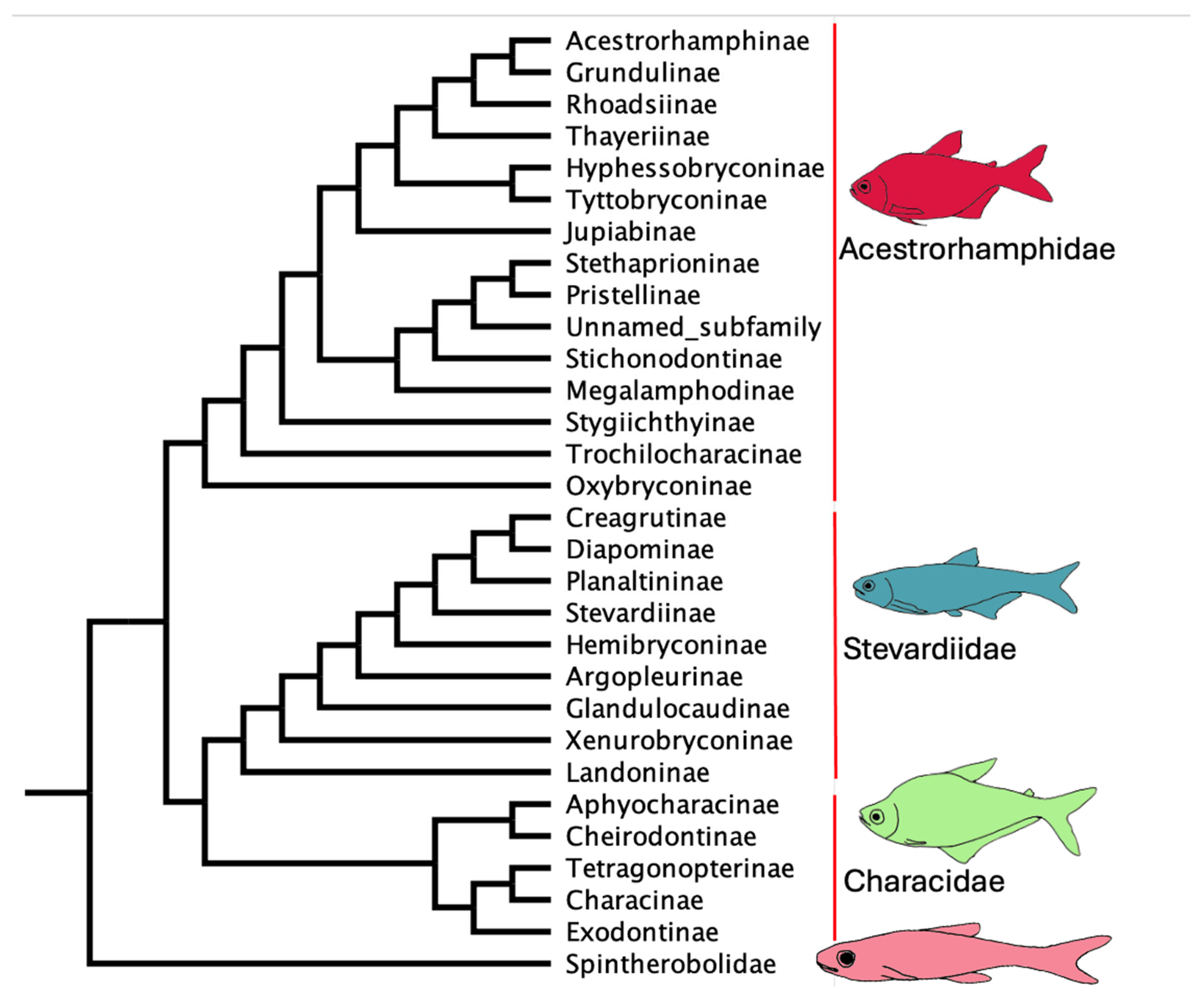 Taxonomy 05 00033 g008 Taxonomy 05 00033 g008