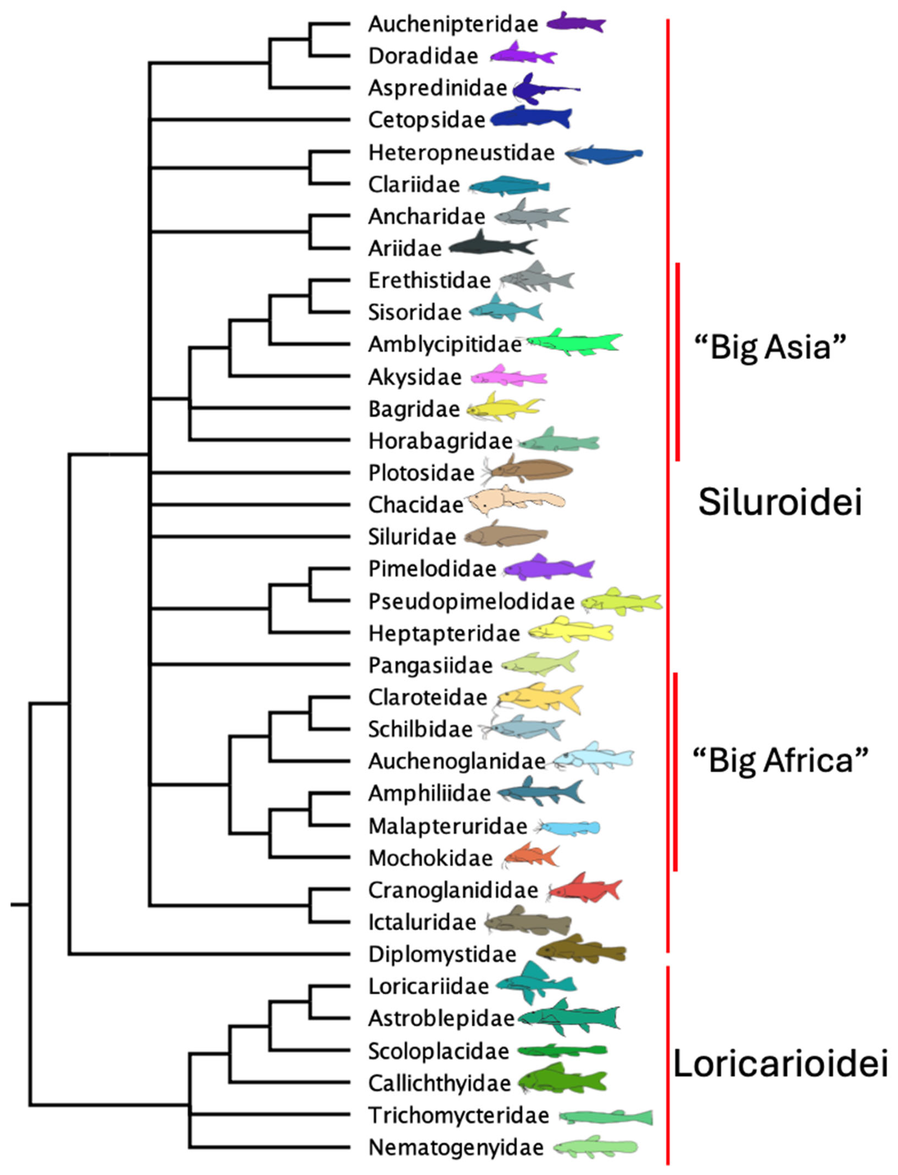 Taxonomy 05 00033 g010 Taxonomy 05 00033 g010