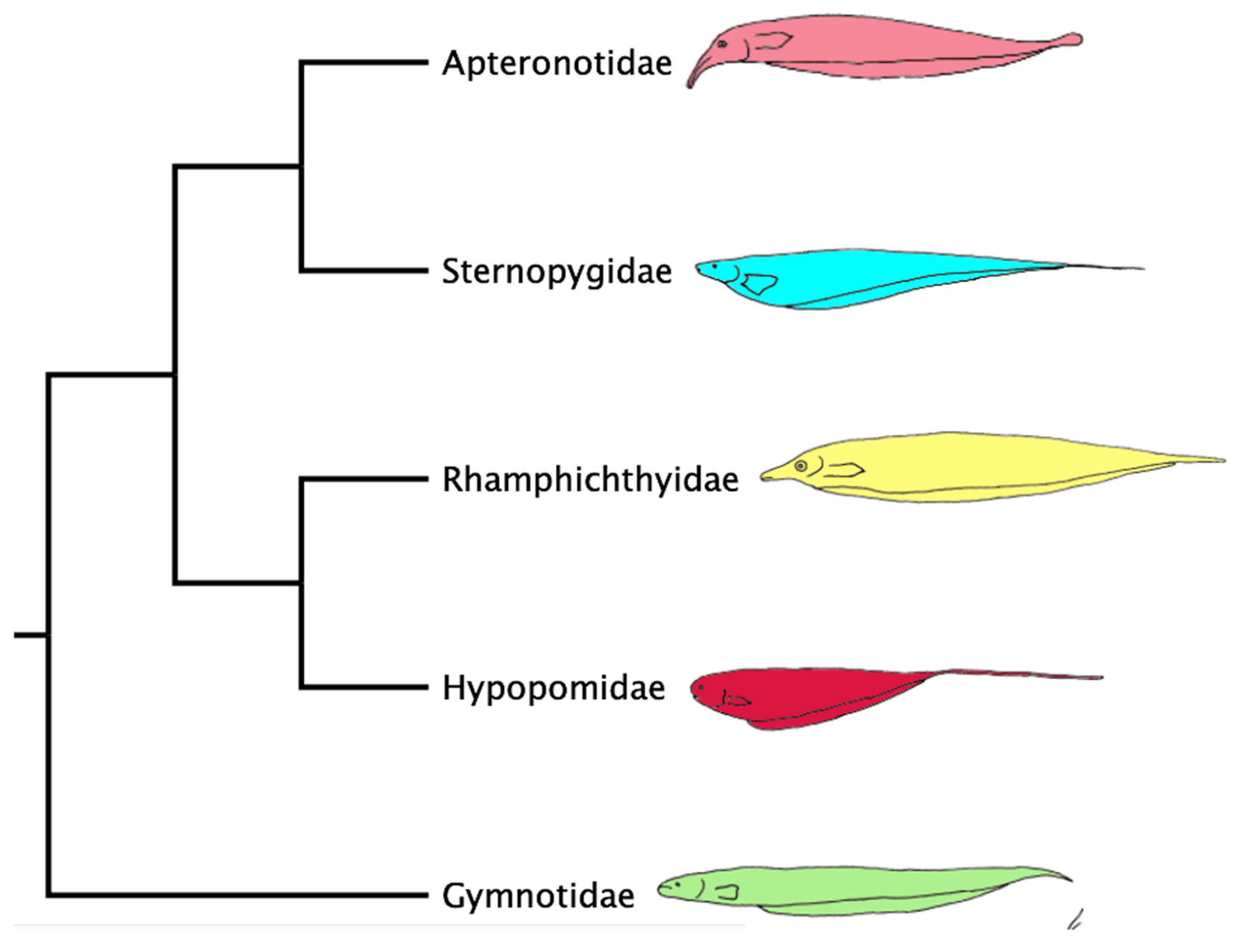 Taxonomy 05 00033 g013 Taxonomy 05 00033 g013