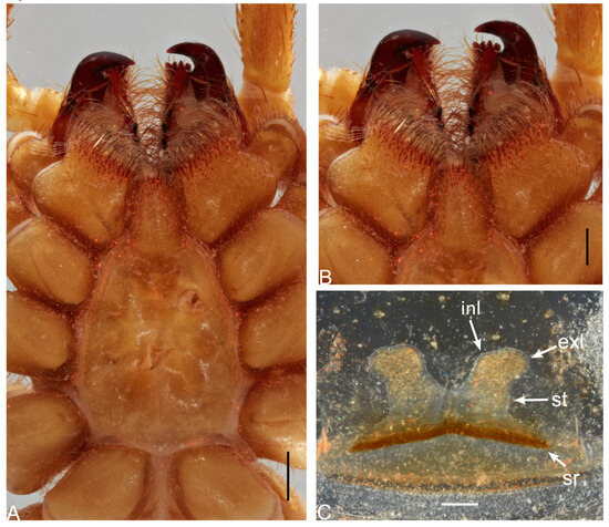 Taxonomy 05 00035 g002