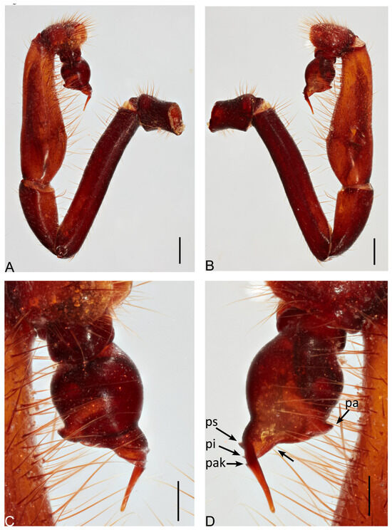 Taxonomy 05 00035 g004