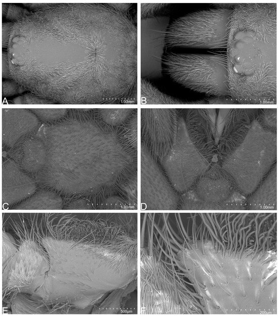 Taxonomy 05 00035 g060