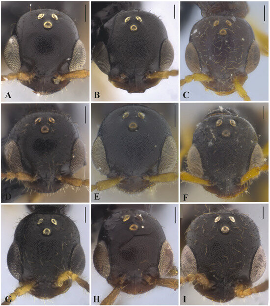 Taxonomy 05 00039 g001