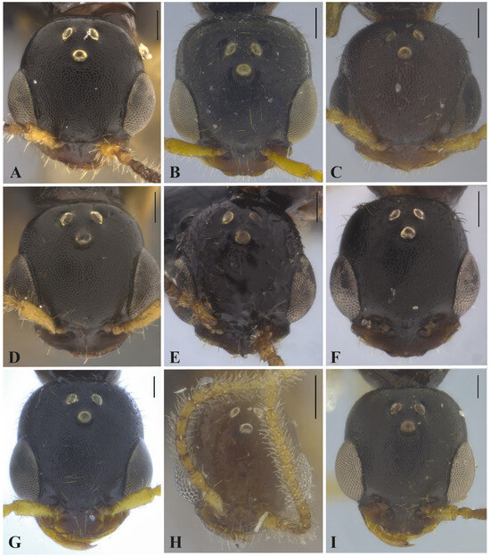 Taxonomy 05 00039 g002