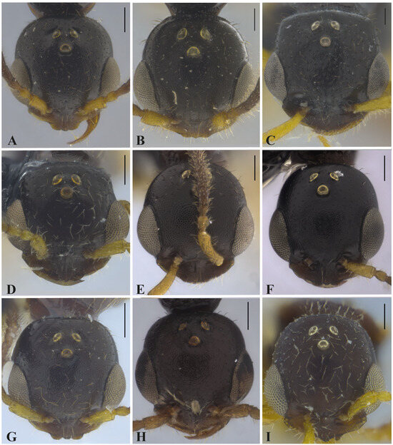 Taxonomy 05 00039 g003
