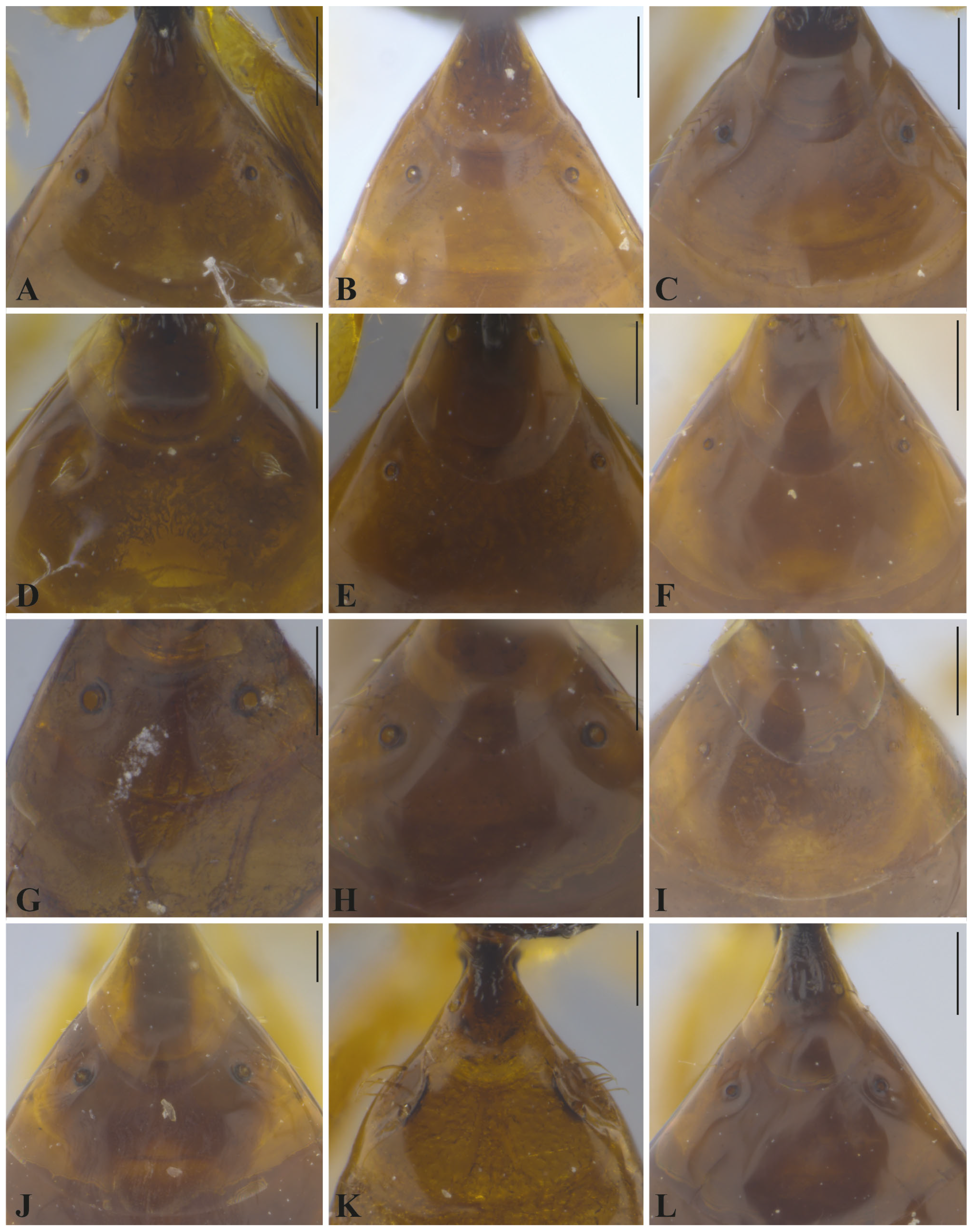 Taxonomy 05 00039 g004