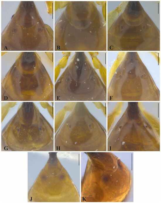 Taxonomy 05 00039 g005