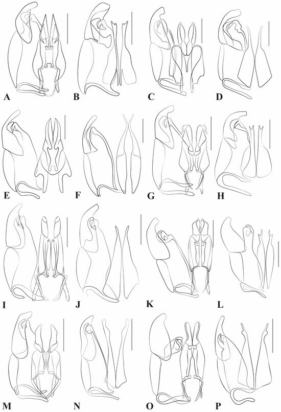 Taxonomy 05 00039 g006