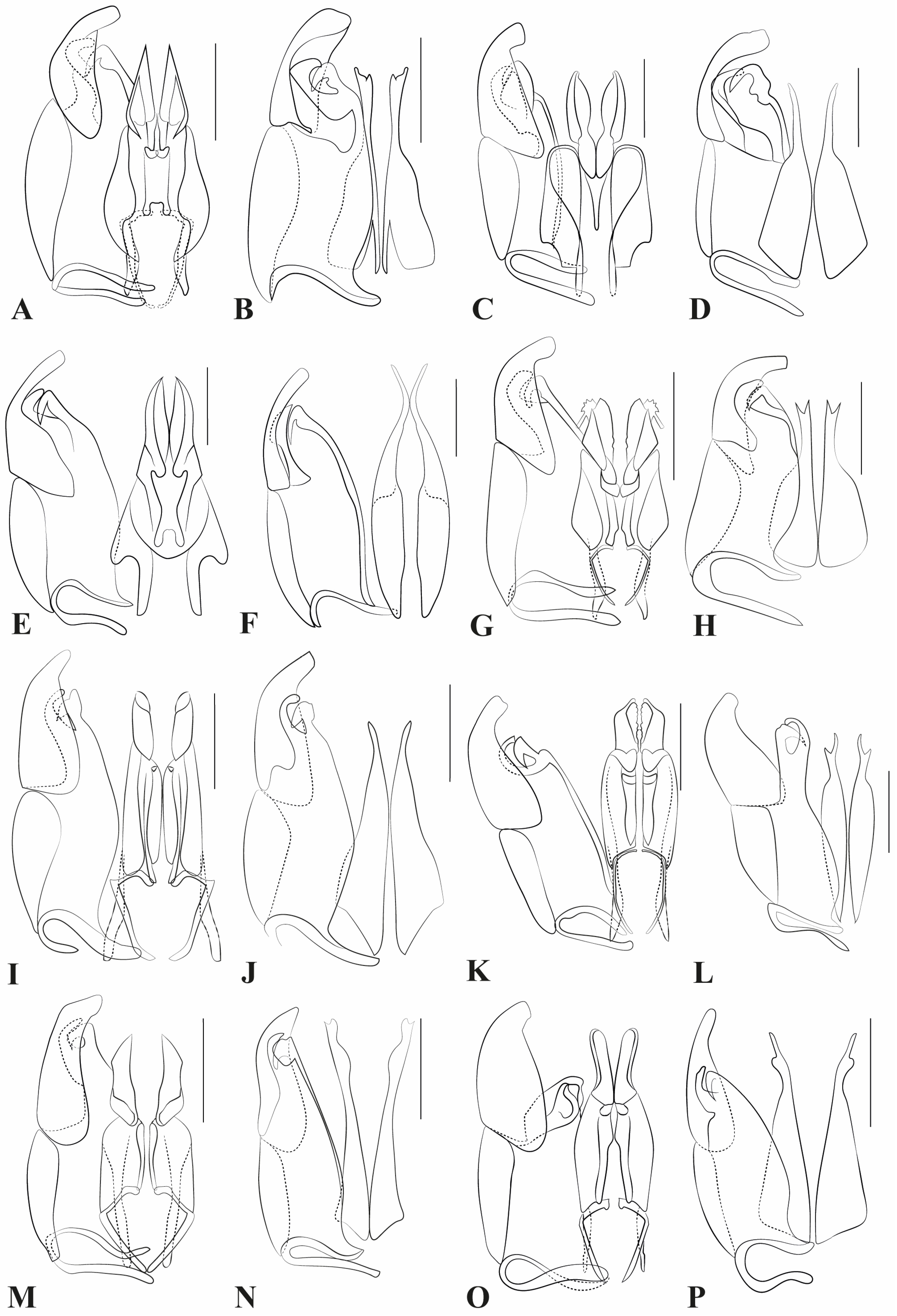 Taxonomy 05 00039 g006