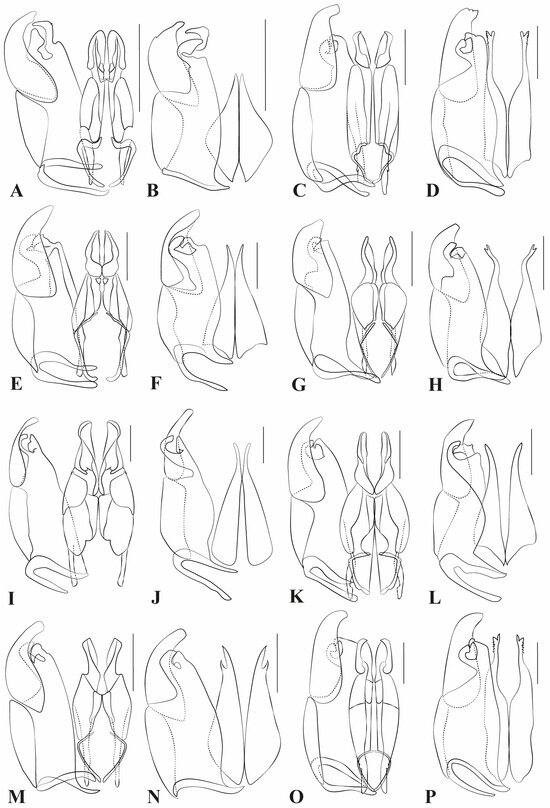 Taxonomy 05 00039 g008