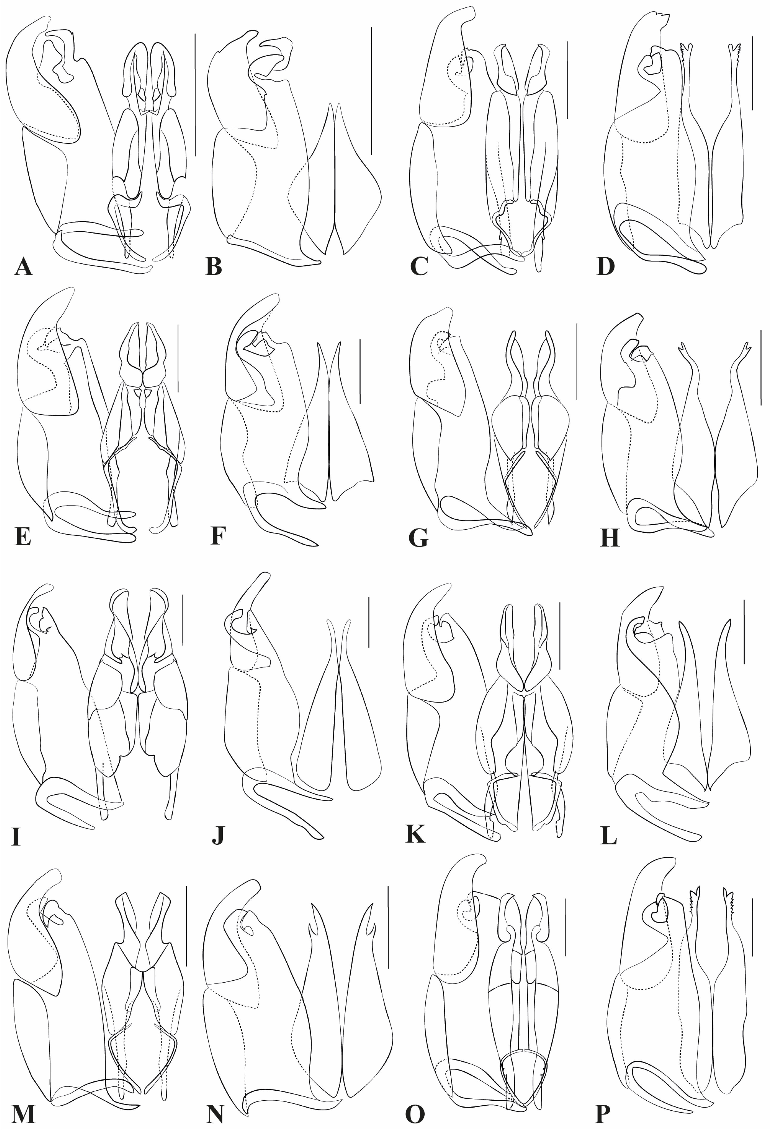 Taxonomy 05 00039 g008