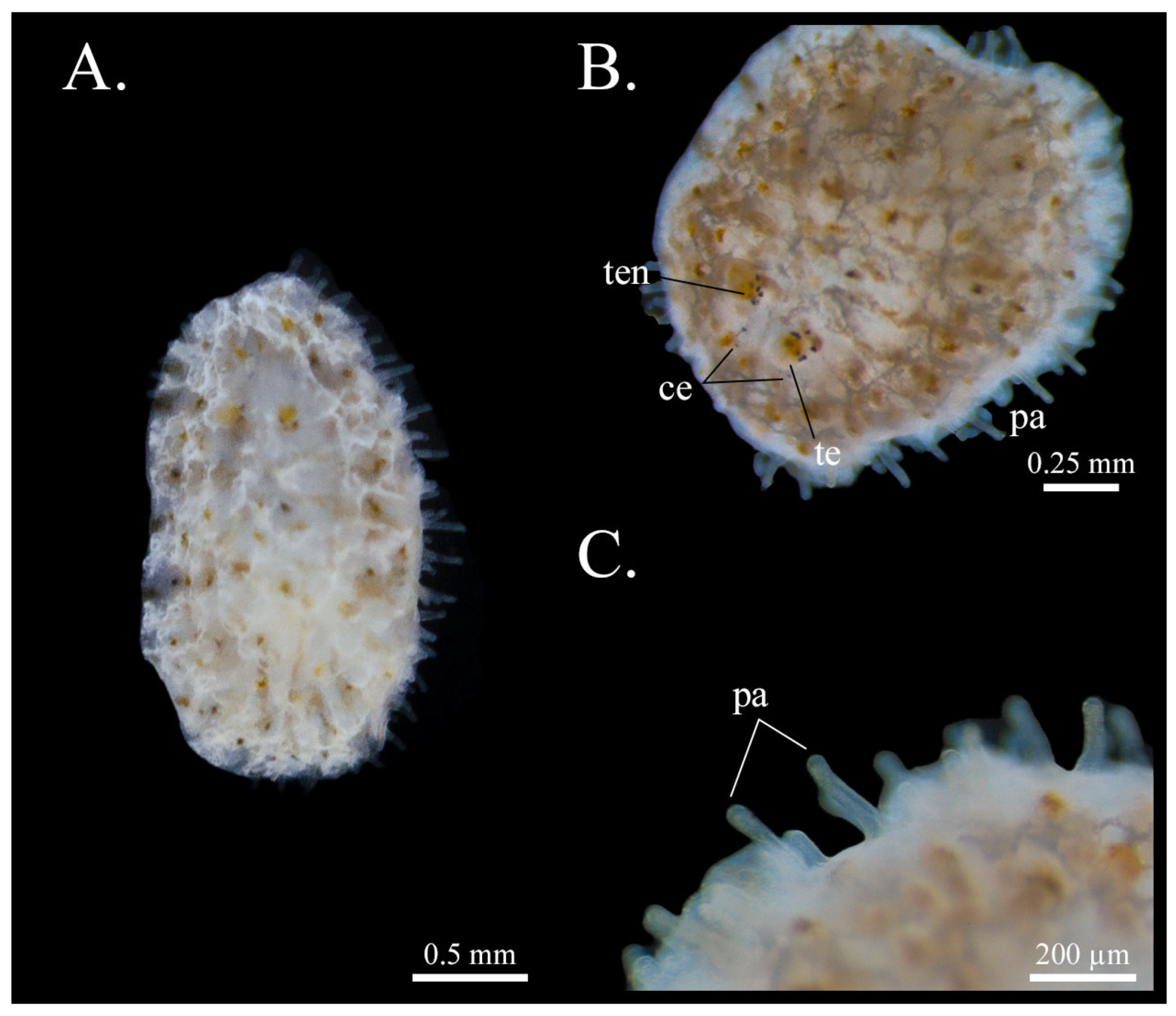 Taxonomy 05 00051 g002 Taxonomy 05 00051 g002