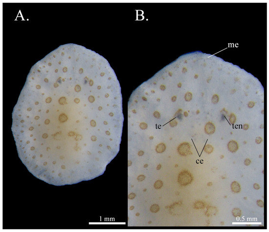 Taxonomy 05 00051 g003