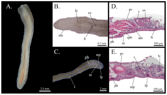 Taxonomy 05 00051 g004