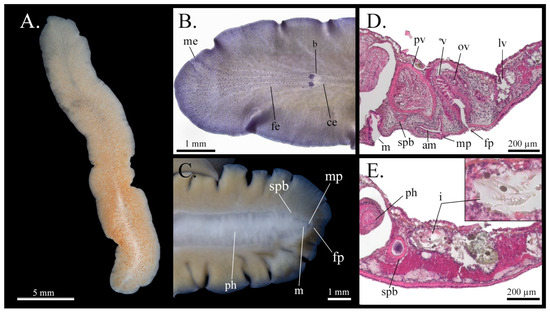 Taxonomy 05 00051 g005