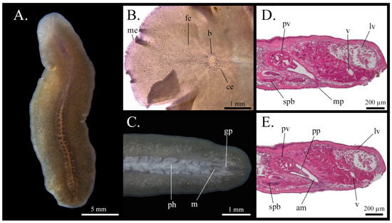 Taxonomy 05 00051 g006