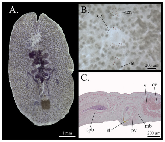 Taxonomy 05 00051 g008