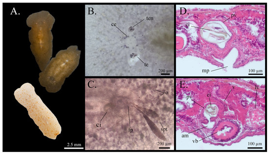 Taxonomy 05 00051 g009