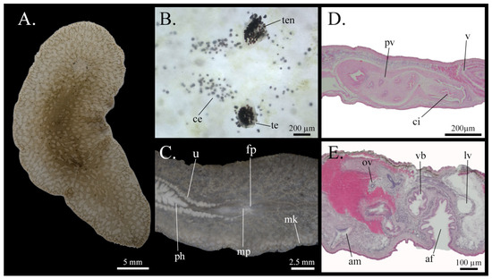 Taxonomy 05 00051 g010