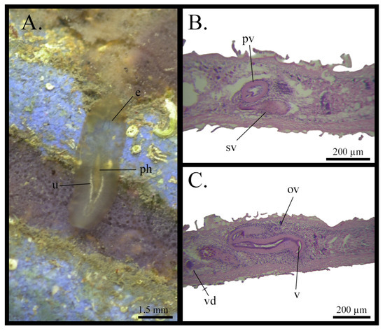 Taxonomy 05 00051 g012