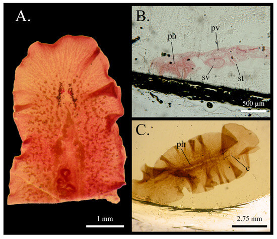 Taxonomy 05 00051 g013