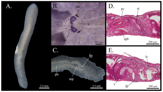 Taxonomy 05 00051 g014