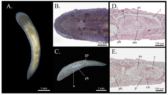 Taxonomy 05 00051 g016