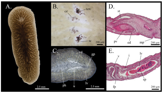 Taxonomy 05 00051 g018