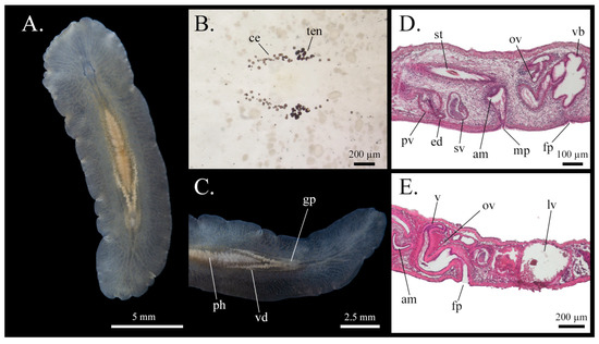 Taxonomy 05 00051 g020