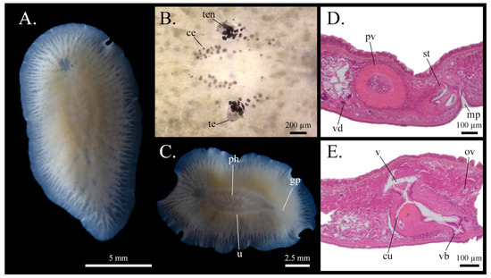 Taxonomy 05 00051 g021