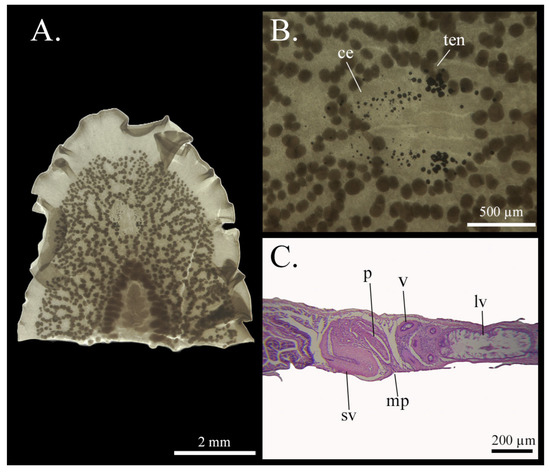 Taxonomy 05 00051 g022