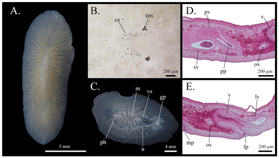 Taxonomy 05 00051 g024